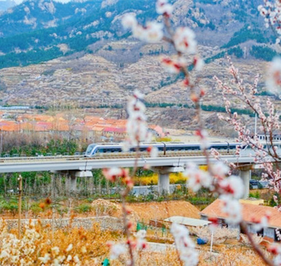 春有约，花不误！青岛地铁11号线赏花游“火出圈”