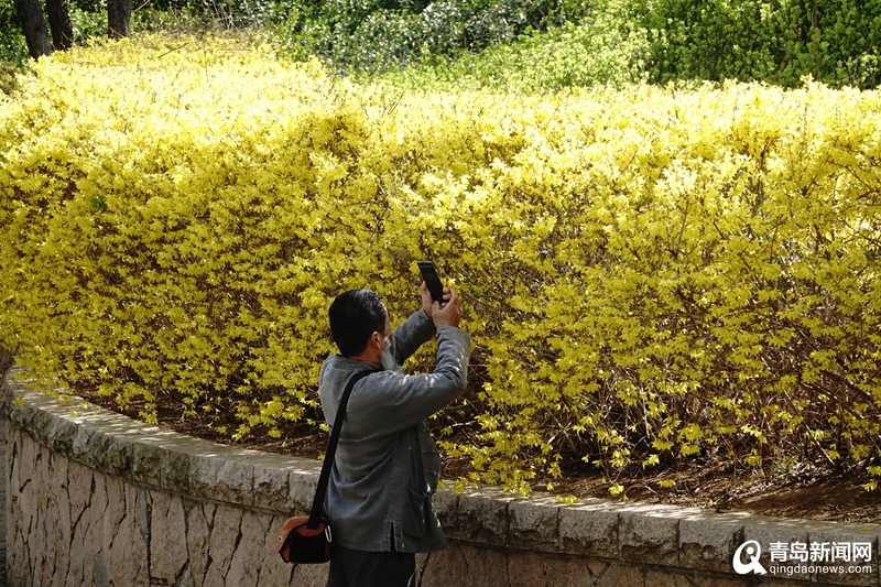 “人在画中游”！青岛这处春日赏花好去处邀你来打卡