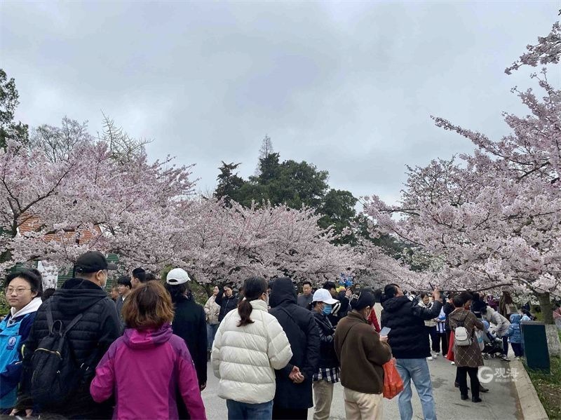 清明假日，青岛文旅复苏展现强劲态势！这些景点人气“爆”了