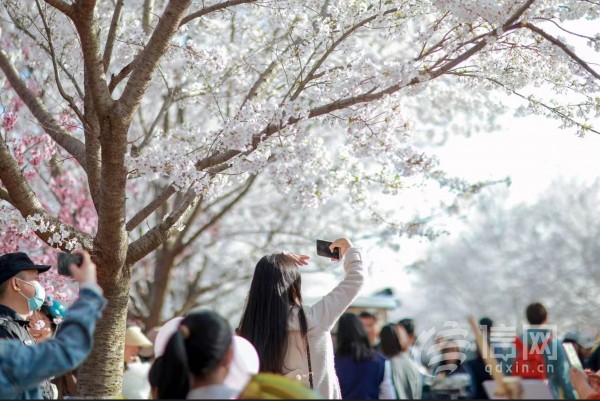 春暖花开正当踏青游玩时 阿朵小镇樱花节游人如织