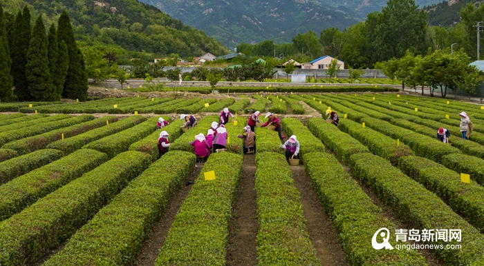 第十八届崂山茶节暨第二届崂山茶谷雨开采节本周六开幕 为期一个月