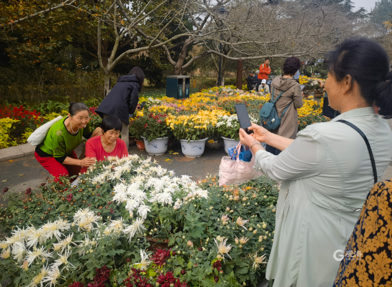 第39届青岛菊花展本周末在中山公园开幕