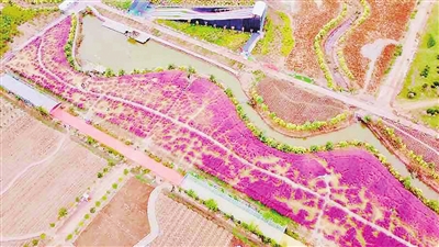 粉黛乱子草齐开 青岛羊毛沟花海湿地公园吸引市民打卡