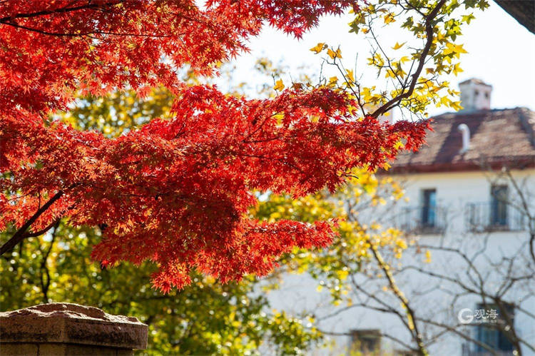 初冬八大关 留住青岛秋天最美的样子