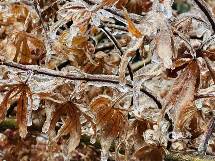 美不胜收！崂山景区再现雾凇景观