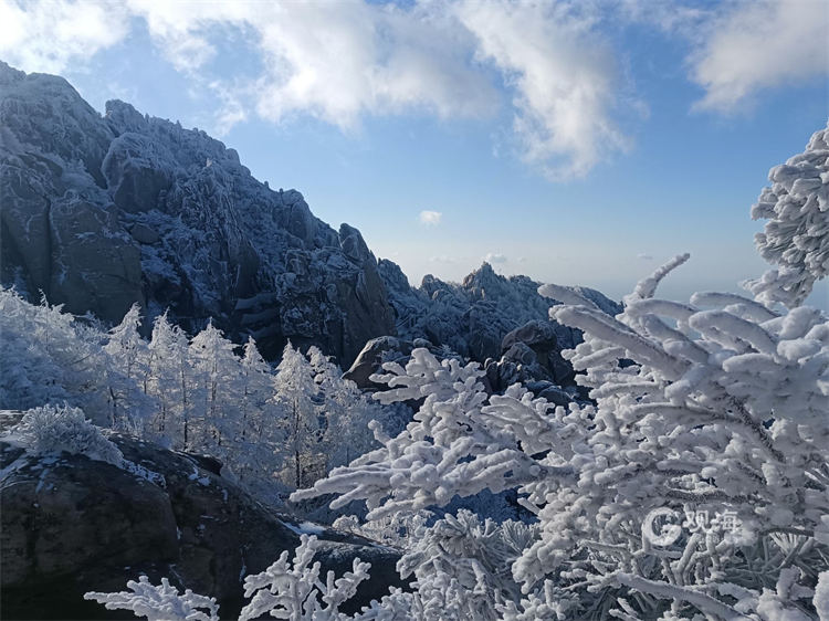 美不胜收！崂山景区再现雾凇景观