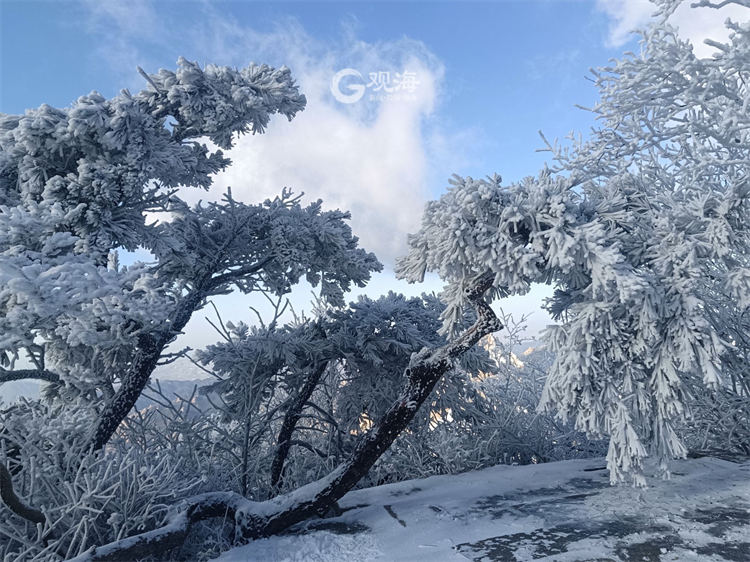 美不胜收！崂山景区再现雾凇景观