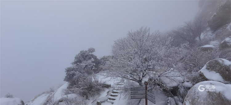 又遇雪花飘，青岛崂山宛若仙境