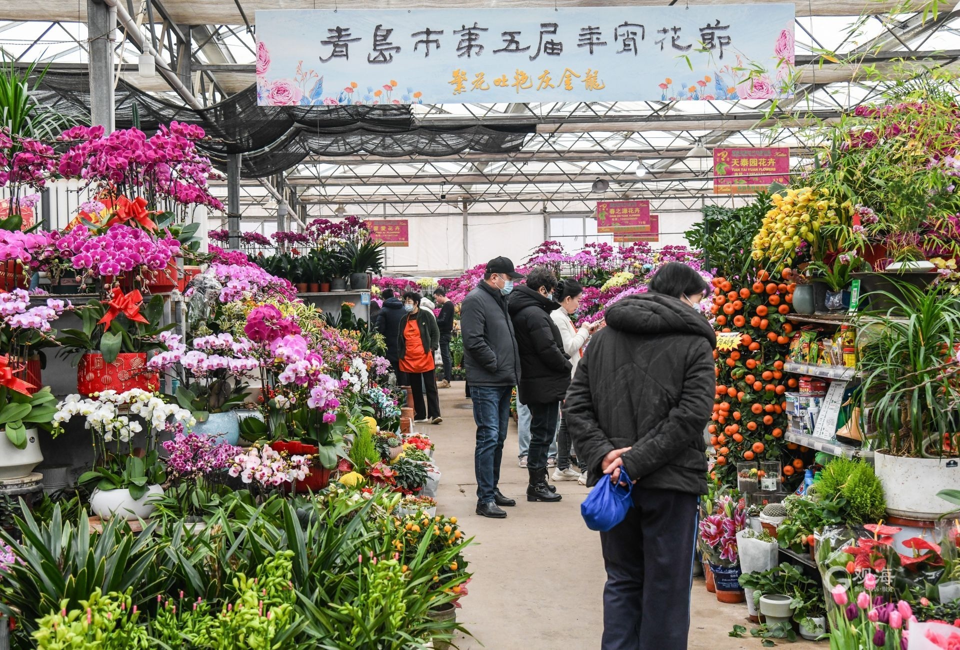 繁花吐艳庆金龙！青岛市第五届年宵花节开幕