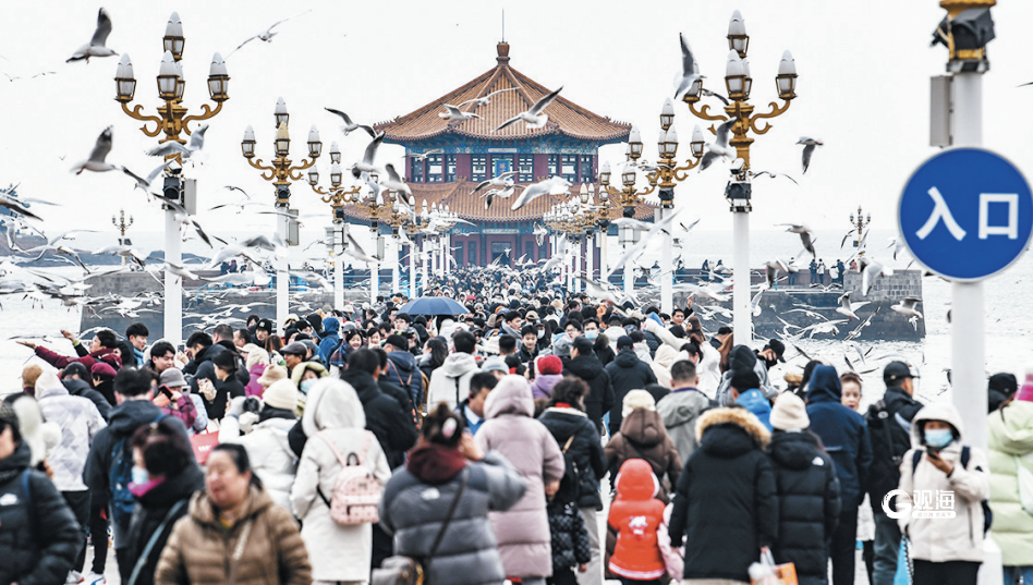 青岛：“鸥遇”30年的城市浪漫