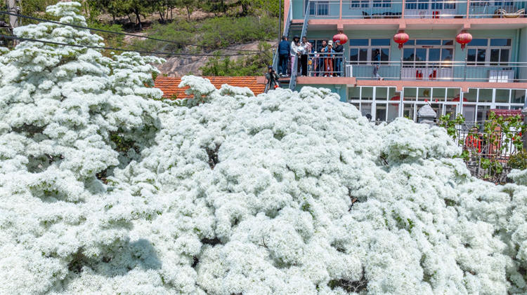 流苏花开，青岛市民“扎堆”观赏“四月雪”