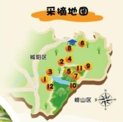 又是一年杏黄时 青岛市城阳区推出红杏采摘地图