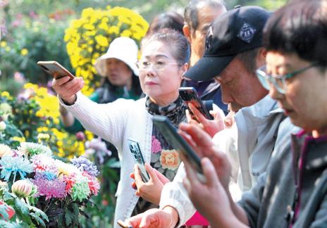 两天26万余人来打卡！ 青岛第40届中山公园菊展开幕