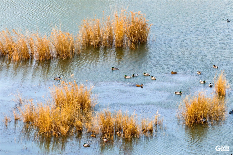 这里冬日独美！邂逅“焦糖色”的唐岛湾湿地公园