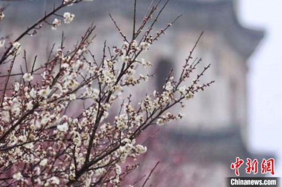 安徽黄山：赏花经济绽放美丽效应