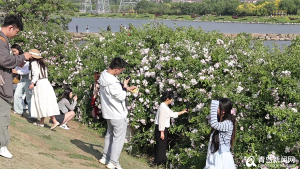 青岛市城阳区：“蔷薇花海·潮邻嘉年华”启幕 文体融合点燃初夏活力