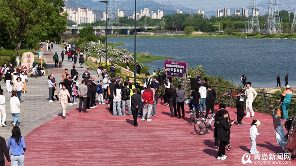 青岛市城阳区：“蔷薇花海·潮邻嘉年华”启幕 文体融合点燃初夏活力