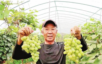 小葡萄串起乡村振兴“甜蜜链” 青岛西海岸红石崖街道大夼村探索乡村旅游发