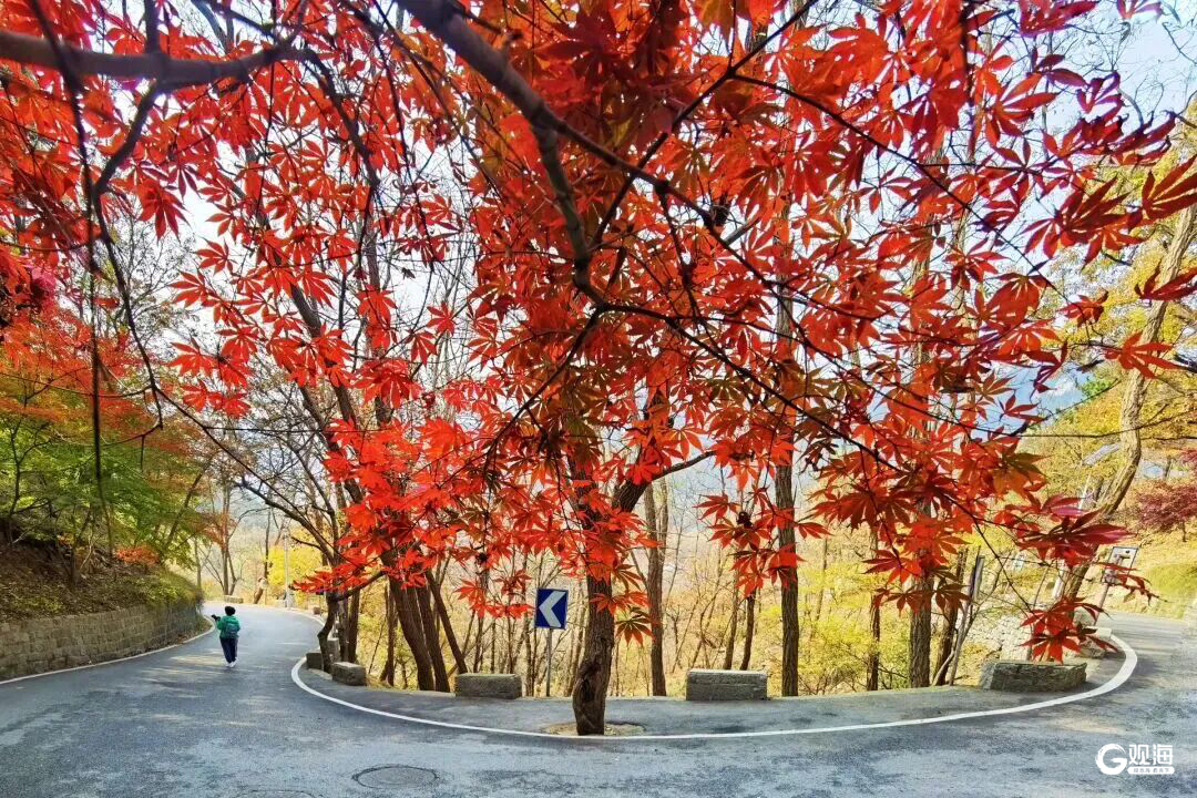 2025崂山赏秋地图发布 秋韵“大片”即将绝美上映!
