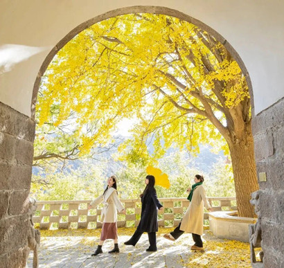 2025崂山赏秋地图发布 秋韵“大片”即将绝美上映！