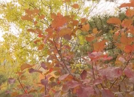 特色赏秋游热潮澎湃 “文旅+”新场景新业态激发“秋日经济”活力