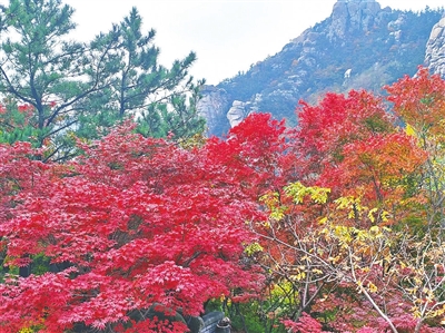 2025全国赏红叶地图出炉 崂山风景区榜上有名
