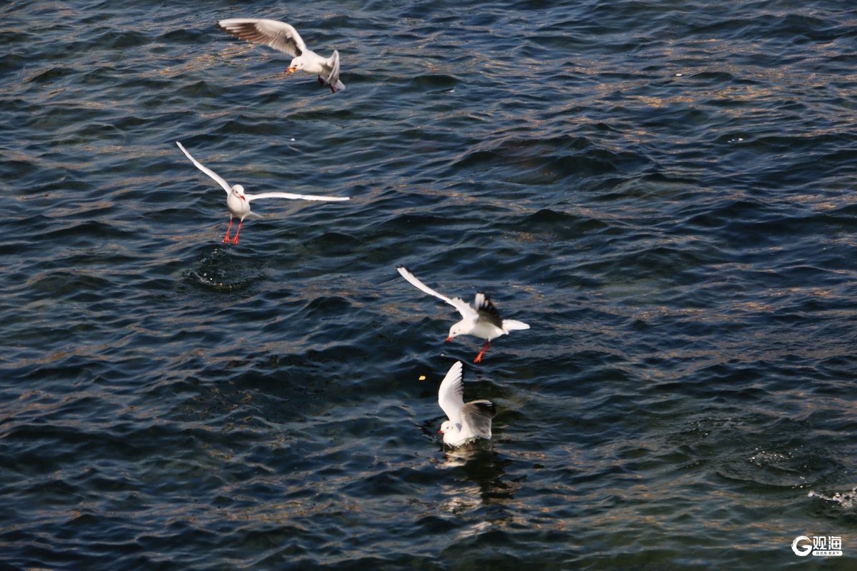 与鸥为邻,青岛藏着最治愈的互动