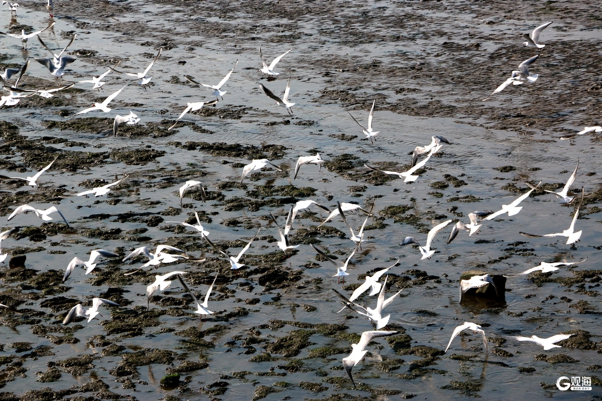 与鸥为邻,青岛藏着最治愈的互动