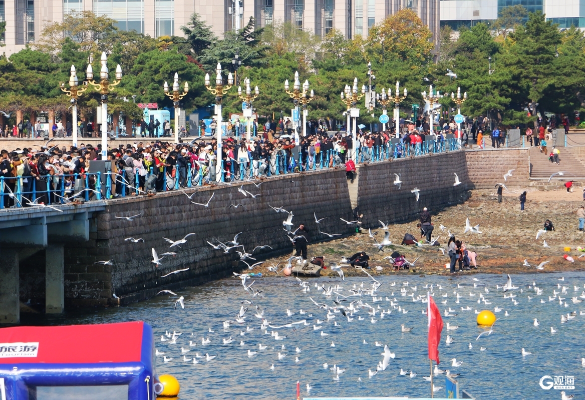 与鸥为邻,青岛藏着最治愈的互动