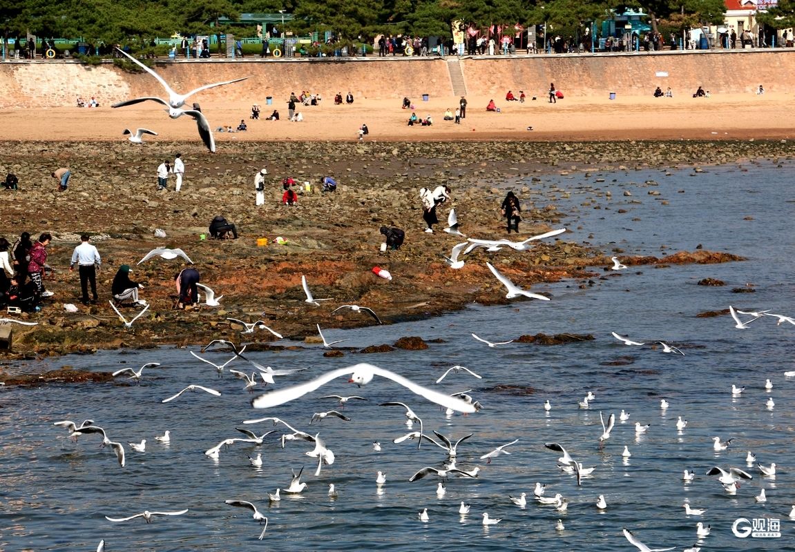 与鸥为邻,青岛藏着最治愈的互动