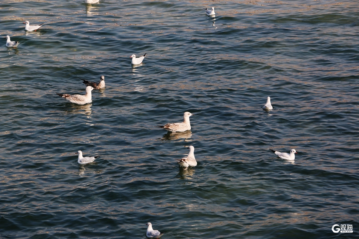 与鸥为邻,青岛藏着最治愈的互动