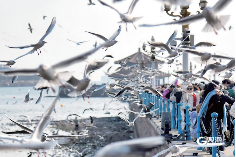 推出160项主题活动！​做强“海鸥IP” 带热“冬游青岛”