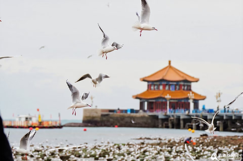 鸥鸣潮起暖冬日！<font color='red'>青岛</font>海