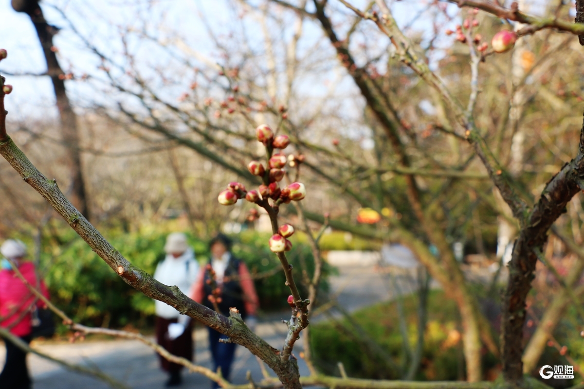 “梅”好上线，解锁“冬游青岛”新地标