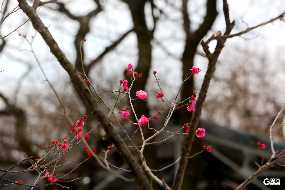 “梅”好上线，解锁“冬游青岛”新地标