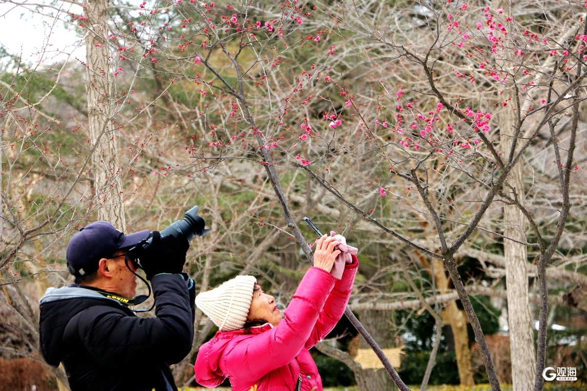 “梅”好上线，解锁“冬游青岛”新地标