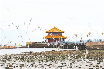 青岛海鸥春迁活动温情启幕 以“人鸥共生”擦亮城市文旅IP