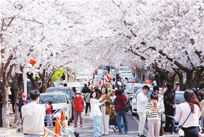 <b>青岛多地开启“赏花+”模式 多元业态融合拉动文旅消费升级</b>