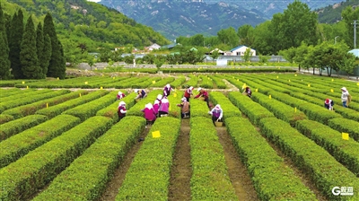 <b>鲅鱼节、风筝季、樱桃节、村咖与茶…… 4月崂山百余场文旅盛宴邀你共赴山海</b>