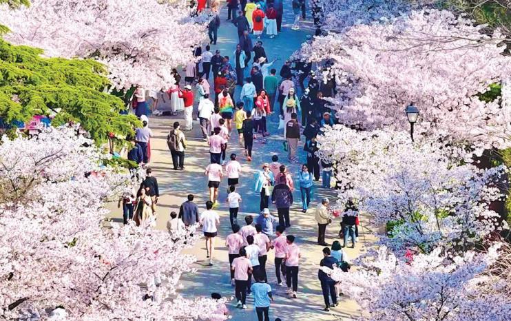 <b>2026青岛“樱你而来·悦动太平”樱花跑落幕,演绎“公园城市”美学</b>